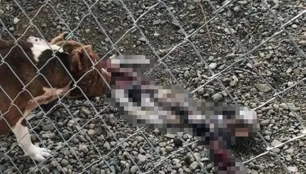 CHP'nin hayvanseverlik algısı çöktü: Sokak hayvanları için tek bir barınak bile inşa etmediler!